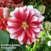 Dahlia 'Lubega Power Red White' -Garden Plants DAHL KC9159 A