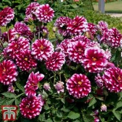 Dahlia 'Dalina Salinas' (The Windmill Dahlia) -Garden Plants DAHL TKA0923 B