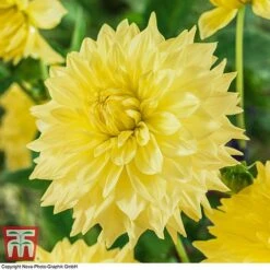 Dahlia 'Dinner Plate' Collection -Garden Plants DAHL WKB4101 C