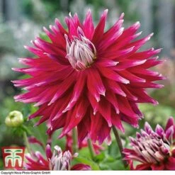 Dahlia 'Dinner Plate' Collection -Garden Plants DAHL WKB4101 D