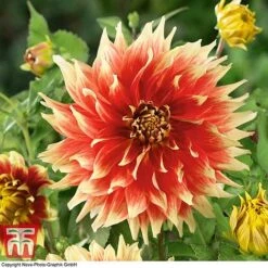 Dahlia 'Dinner Plate' Collection -Garden Plants DAHL WKB4101 E