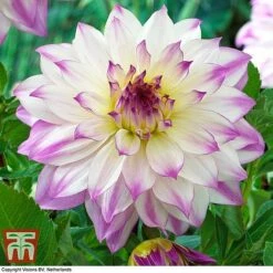 Dahlia 'Dinner Plate' Collection -Garden Plants DAHL WKB4101 F