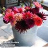 Dahlia 'Autumn Shades Mix' -Garden Plants DAHL AUTUMNSHA T44253