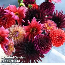Dahlia 'Autumn Shades Mix' -Garden Plants DAHL AUTUMNSHA T44259
