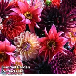 Dahlia 'Autumn Shades Mix' -Garden Plants DAHL AUTUMNSHA T44260