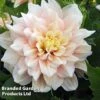 Dahlia 'Break Out' -Garden Plants DAHL BREAKOUT S45380