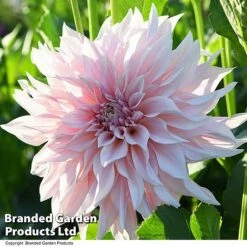Dahlia 'Café Au Lait Collection' -Garden Plants DAHL CAFEAULAI T44276