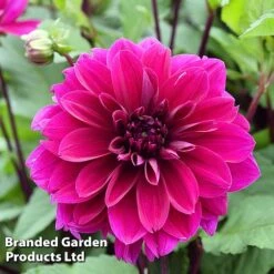 Dahlia 'Dark Diamond Mix' -Garden Plants DAHL DINNERPLA W51602