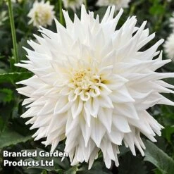 Dahlia 'Beautiful Bouquet Collection' -Garden Plants DAHL FLEUREL W51738