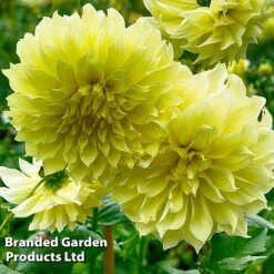 Dahlia 'Dark Diamond Mix' -Garden Plants DAHL KELVINFLO W51737