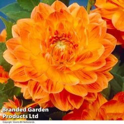 Dahlia 'Perfect Patchwork Collection' -Garden Plants DAHL ORANGEPER H51724