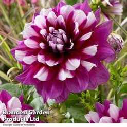 Dahlia 'Perfect Patchwork Collection' -Garden Plants DAHL PATCHES H51725