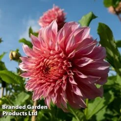 Dahlia 'Dark Diamond Mix' -Garden Plants DAHL PENHILLWA L45035