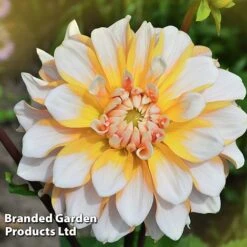 Dahlia 'Perfect Patchwork Collection' -Garden Plants DAHL PERFPATCH W51606