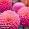 Dahlia 'Pink Suffusion' -Garden Plants DAHL PINKSUFFU W50772