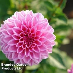 Dahlia 'Perfect Pompom Collection' -Garden Plants DAHL POMPOMCOL W51603