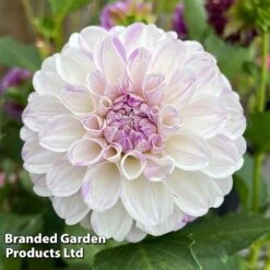 Dahlia 'Perfect Pompom Collection' -Garden Plants DAHL POMPOMCOL W51604