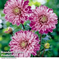 Dahlia 'Perfect Patchwork Collection' -Garden Plants DAHL SMOKEY H39918