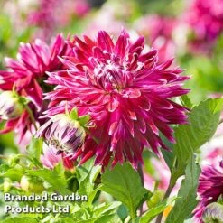 Dahlia 'Dark Diamond Mix' -Garden Plants DAHL VANCOUVER S28872