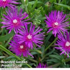 Delosperma Cooperi -Garden Plants DELO 64018 B