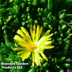 Delosperma Congestum -Garden Plants DELO CONGESTAY S368561