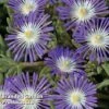 Delosperma 'Stardust' -Garden Plants DELO STARDUST S26530