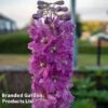 Delphinium Astolat -Garden Plants DELP KA5040 A