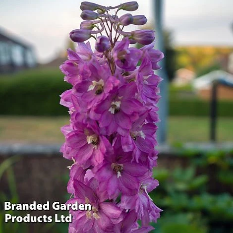 Delphinium Astolat 3 Delphinium Astolat