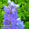 Delphinium Magic Fountain Sky Blue -Garden Plants DELP KA5055 A