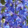 Delphinium 'Blue Bird' (Pacific Hybrid) -Garden Plants DELP T64046 A h