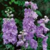 Delphinium 'Cameliard' (Pacific Hybrid) -Garden Plants DELP T64048 A h