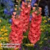 Delphinium 'Red Lark' -Garden Plants DELPREDLARK KC2452 A