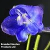 Delphinium Belladonna 'Bellamosum' -Garden Plants DELP BELLADONN L44950