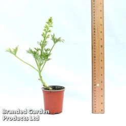 Delphinium 'Red Lark' -Garden Plants DELP REDLAR9CM A