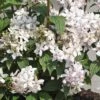 Deutzia X Hybrida 'Mont Rose' -Garden Plants DEUT T58452 A h