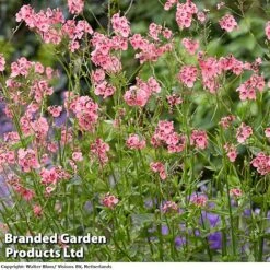 Diascia Personata 'Hopleys' -Garden Plants DIACIAPERSONATAHOPLEYS A