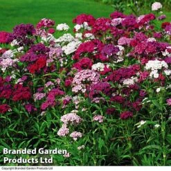 Perennial Eternal Flowering Collection 21 Perennial Eternal Flowering Collection -Garden Plants DIAN T47479 A1