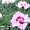 Dianthus 'Cherry Daiquiri' -Garden Plants DIANTHUS DAIQUIRI