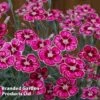 Dianthus 'Flutterby' -Garden Plants DIANTHUS FLUTTERBY