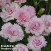 Dianthus 'Candy Floss' -Garden Plants DIAN CANDYFLOSS1