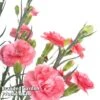 Dianthus 'Scent First Romance' -Garden Plants DIAN FIRSTROMA L44956