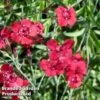 Dianthus Deltoides 'Flashing Light'