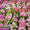 Dianthus Deltoides 'Maiden Pink' -Garden Plants DIAN MICROCHIP L29884