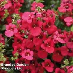 Diascia 'Divara Collection' -Garden Plants DIAS DIVDEEPRE S45558