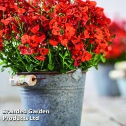 Diascia 'Divara Collection' -Garden Plants DIAS DIVORANGE S45559