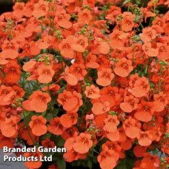 Diascia 'Divara Collection' -Garden Plants DIAS DIVORANGE S45560