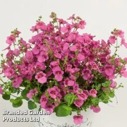 Diascia 'Divara Collection' -Garden Plants DIAS DIVPINK S45561