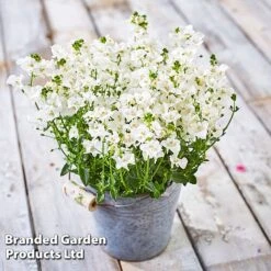 Diascia 'Divara Collection' -Garden Plants DIAS DIVWHITE S45556