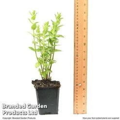 Diascia Personata 'Hopleys' -Garden Plants DIAS HOPLEY9CM T49943