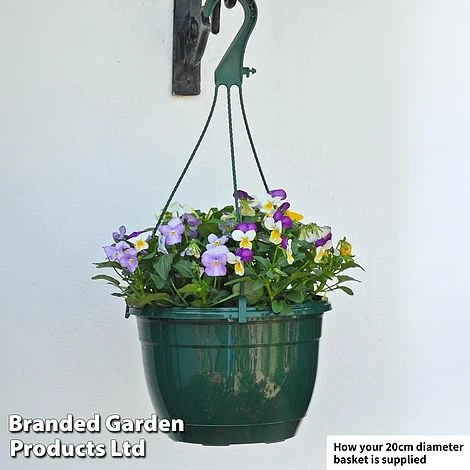 Viola 'Ice Babies' Pre-Planted Hanging Basket 4 Viola 'Ice Babies' Pre-Planted Hanging Basket - Image 2